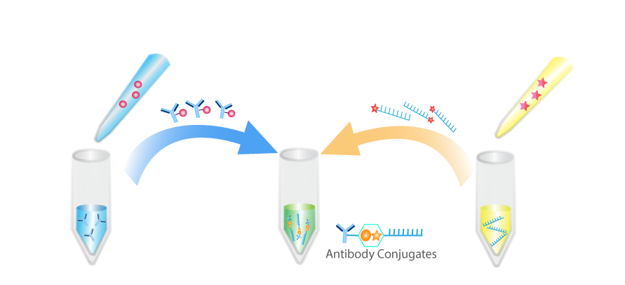Molecular structure of the compound: Trastuzumab-NH-PEG8-DBCO