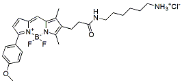 Molecular structure of the compound: BDP TMR amine