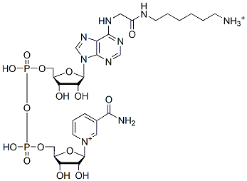 Molecular structure of the compound: N6-(6-Aminohexyl)carbamoylmethyl-Nicotinamide Adenine Dinucleotide