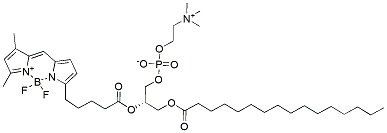 Molecular structure of the compound: BODIPY FL C5-HPC