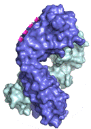 Molecular structure of the compound: Protein A