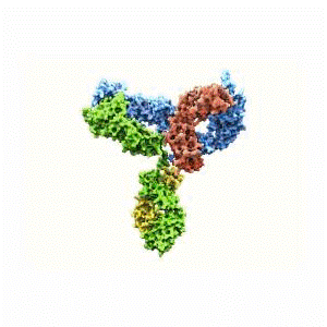 Molecular structure of the compound: Antibody (only)