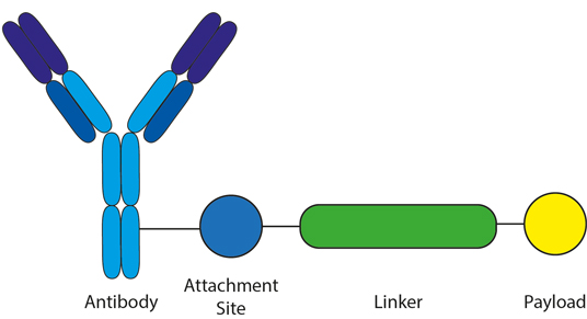 diagram of antibody drug conjugate linker as well as a description