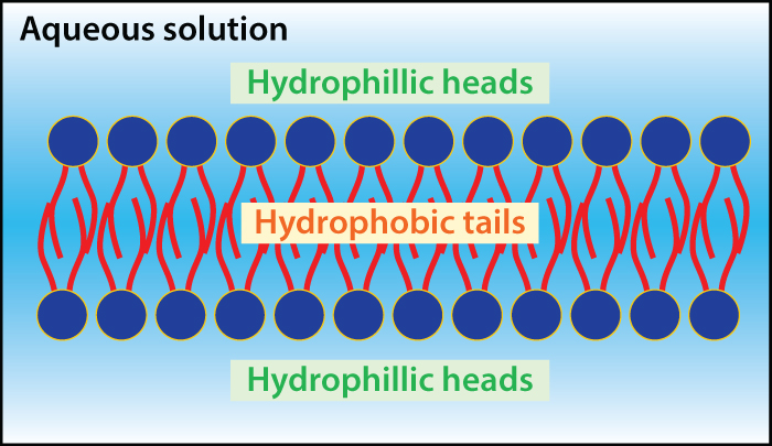 phospholipid aqueous solution