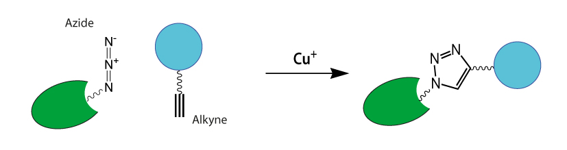 Cu catalyzed azide-alkyne click chemistry reactions diagram
