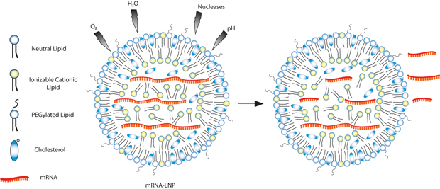 diagram of an ionizable lipid functioning