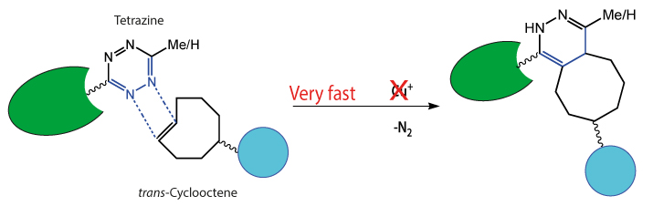 Ligation between tetrazine and alkene (trans-Cyclooctene) diagram