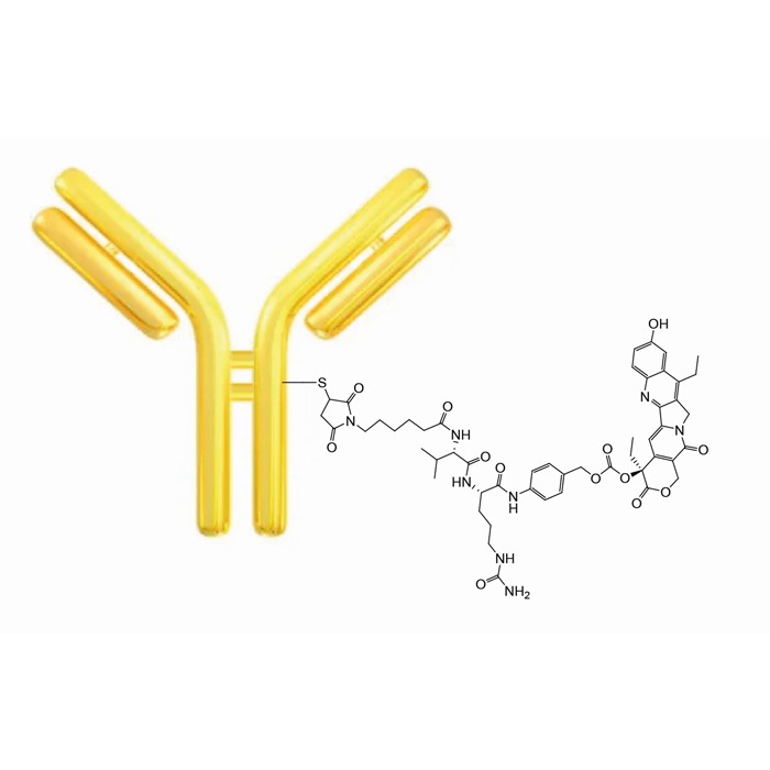 SN-38 Antibody Conjugation kit attaches the drug