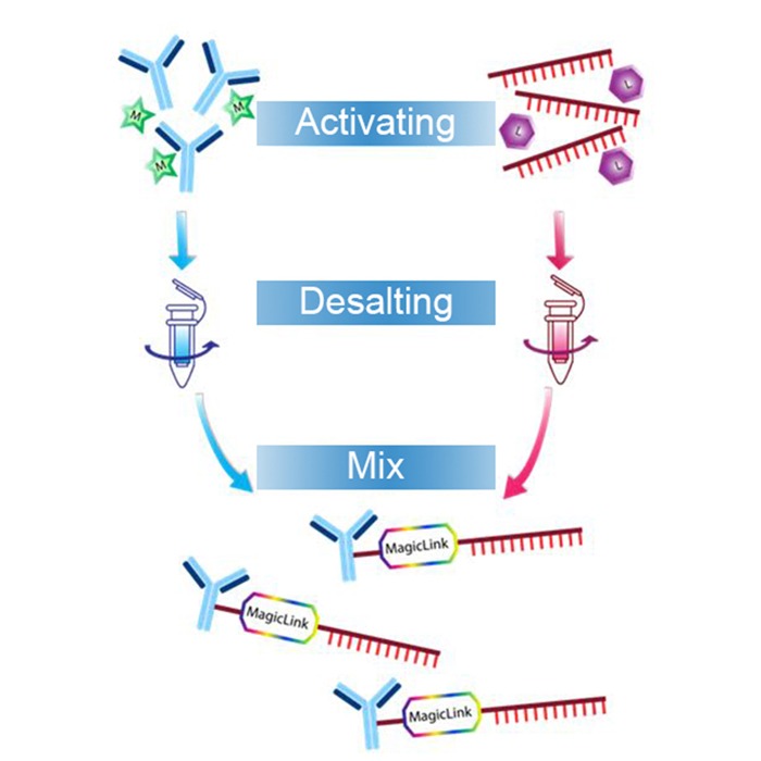 Typical flow chart of oligo-antibody conjugation using BroadPharms Magic Link Technology, showcasing the steps of activating, desalting and mix