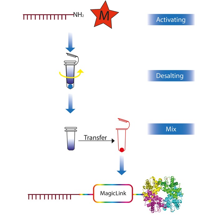Streptavdin-antibody conjugation flowchart, using Magic Link Technology. The chart showcases the steps of activating, desalting and mix