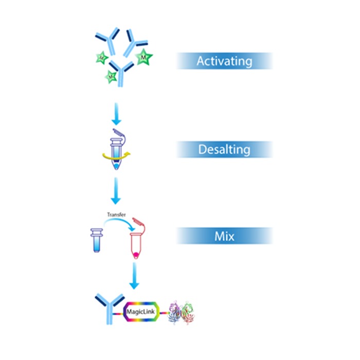 Flow chart of HRP-antibody conjugation using BroadPharms Magic Link technology, showcasing the steps of activating, desalting, and mix
