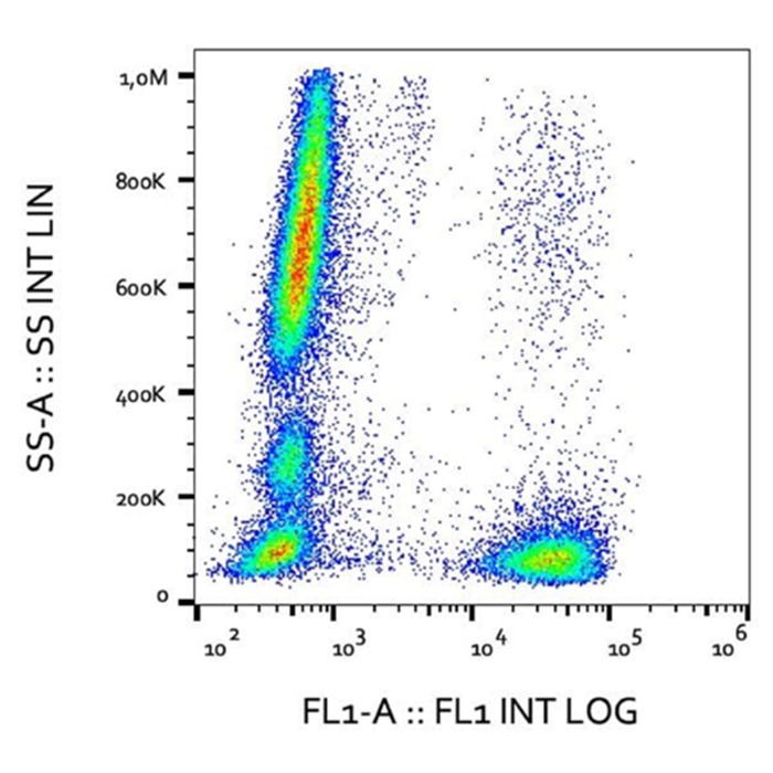Staining pattern of human peripheral whole blood stained with anti-human CD193 (NULLE8) FITC antibody prepared by MagicLink Fluorescein NHS kit