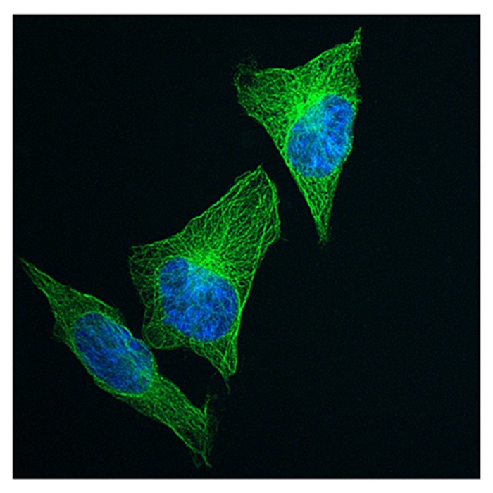 HeLa cells fixed with 4% paraformaldehyde and permeabilized with .1%. Specimen was incubated with Mouse Anti β-Tubulin IgG.