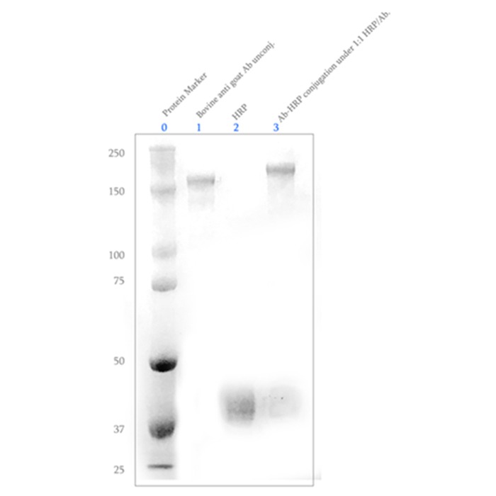 HRP antibody conjugation slot blot chart, measured in kDa
