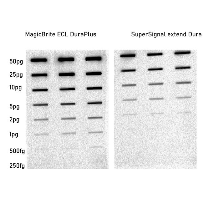MagicBrite ECL DuraPlus detection of HRP conjugated antibody by slot-blot: Rabbit anti-goat-HRP antibody (catalog # BP-50081)