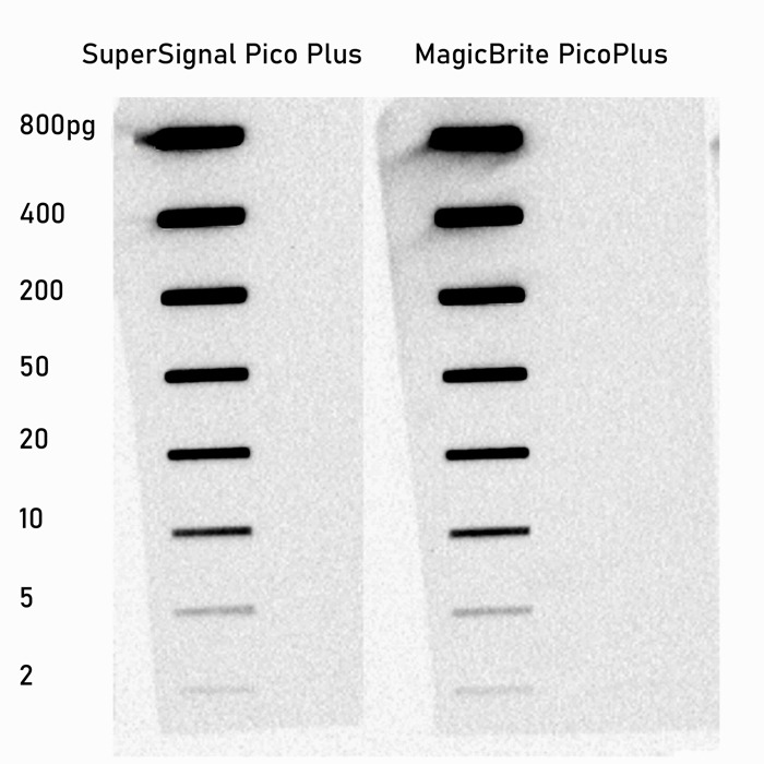 MagicBrite ECL PicoPlus detection of HRP conjugated antibody by slot-blot: Rabbit anti-goat-HRP antibody