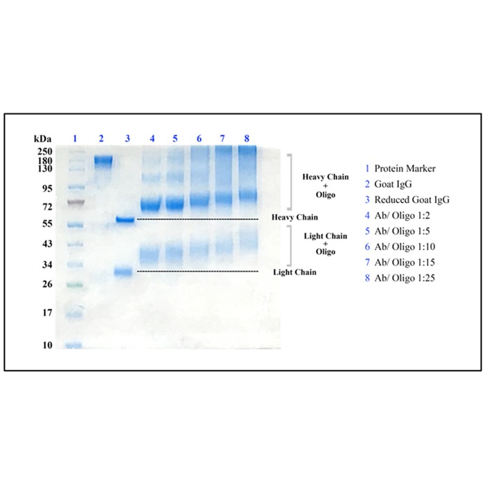 sds-page analysis of antibody conjugates by 4-12% bis-tris gel.