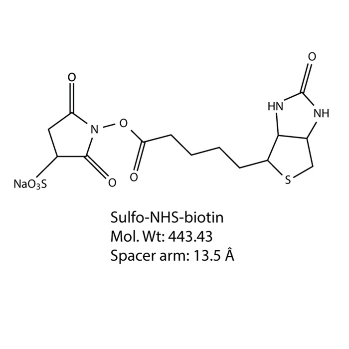 Sulfo-NHS-Biotin chemical structure