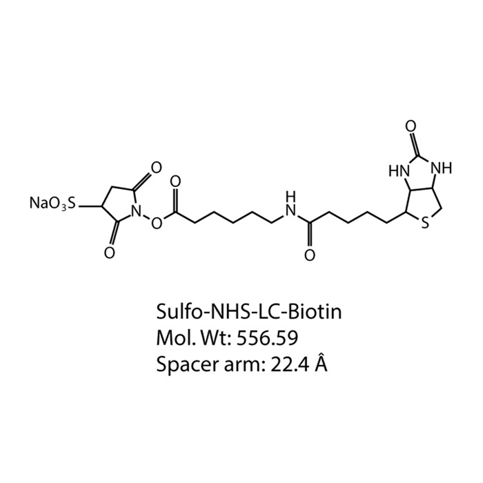 Sulfo-NHS-LS-Biotin chemical structure